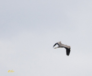 Great Blue Heron 4688
